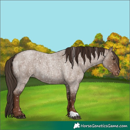 Horse Color:Liver Red Dun Roan Appaloosa 
