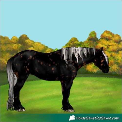 Horse Color:Void Silver Bay Sabino Appaloosa 