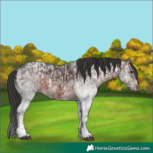 Horse Color:Blue Onyx Ice Roan Rabicano and White Spotted Brown Ice Rabicano