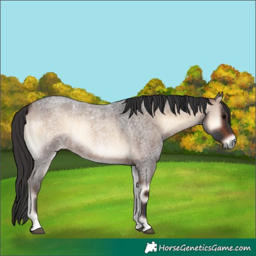 Horse Color:Brown Roan Onyx 