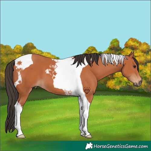 Horse Color:Bay Tobiano