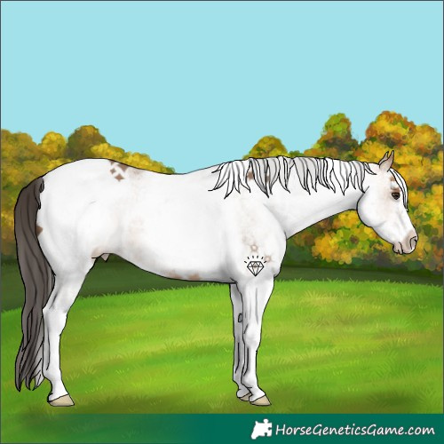 Horse Color:White Spotted Bay Dun Tobiano 