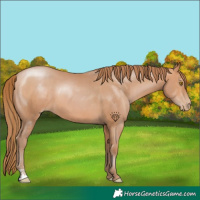 Horse Color:Bay Pearl