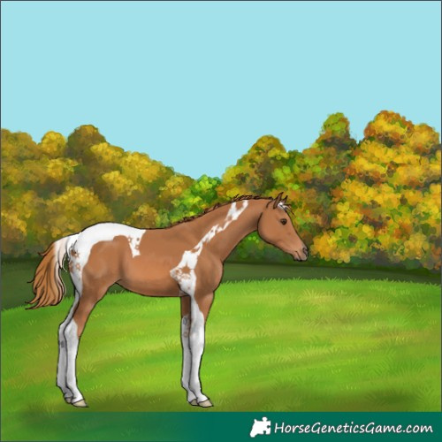 Horse Color:Chestnut Tobiano 