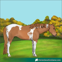 Horse Color:Chestnut Tobiano