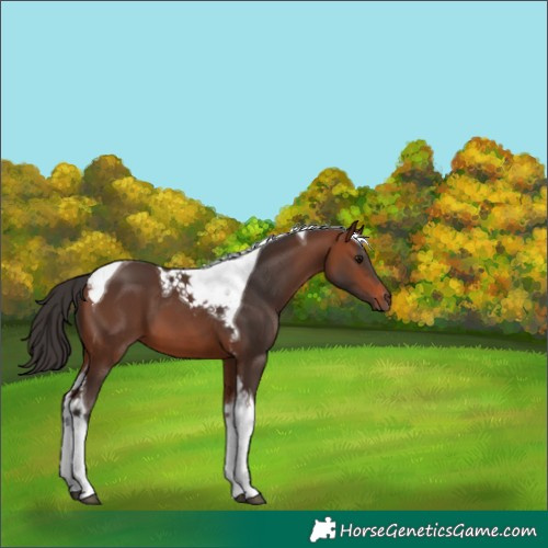Horse Color:Bay Tobiano 