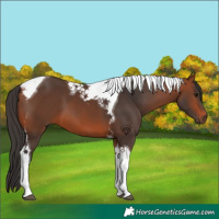 Horse Color:Bay Tobiano