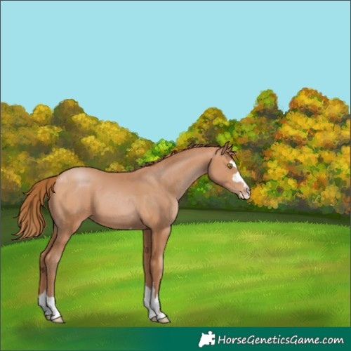Horse Color:Bay Pearl 