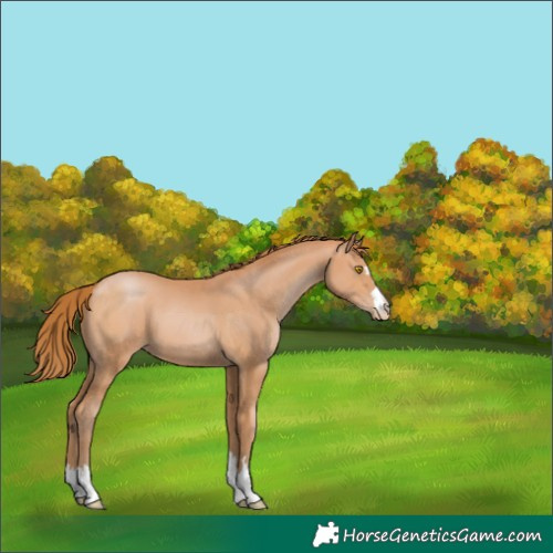 Horse Color:Bay Pearl 