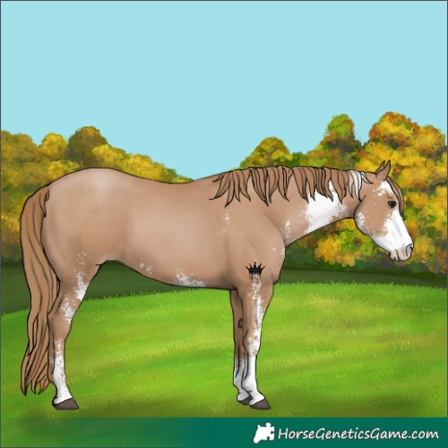 Horse Color:Black Pearl Sabino 