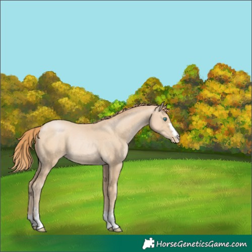 Horse Color:Black Snowdrop Pearl Rabicano