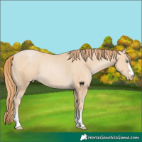 Horse Color:Black Snowdrop Pearl Rabicano