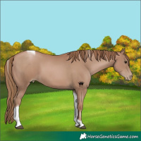 Horse Color:Black Pearl Tobiano