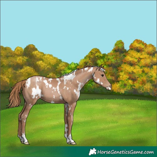 Horse Color:White Spotted Black Pearl 