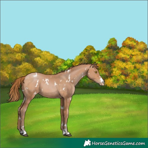 Horse Color:White Spotted Brown Pearl 