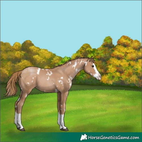 Horse Color:White Spotted Black Pearl Splash