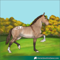 Horse Color:Bay Dun Appaloosa Rabicano 