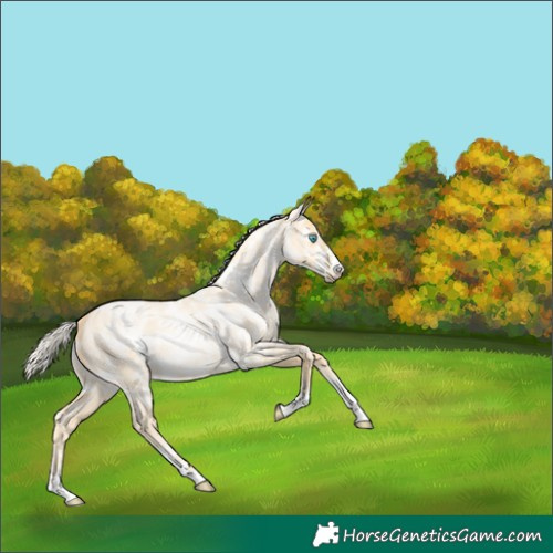 Horse Color:Silver Buckskin Ice Roan Pearl