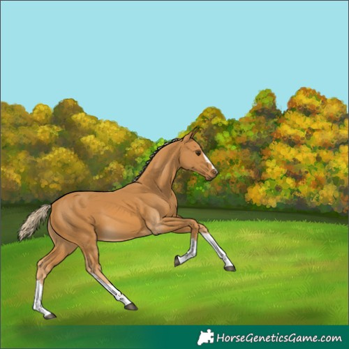 Horse Color:Palomino 