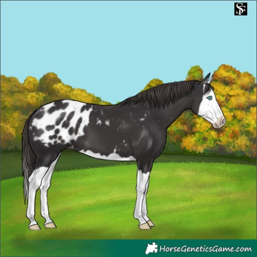 Horse Color:Smoky Black Splash Appaloosa 