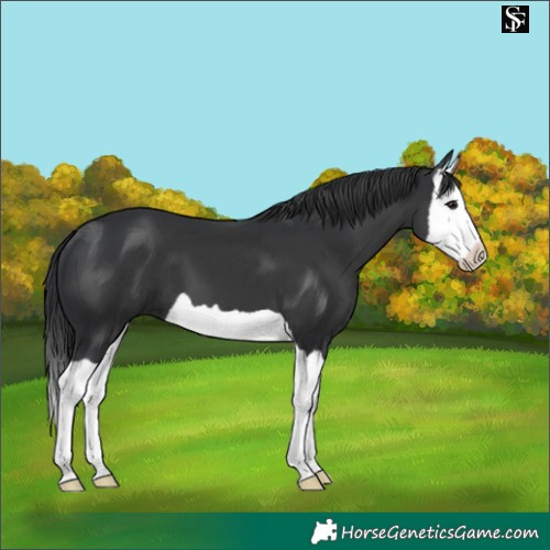 Horse Color:Black Splash 