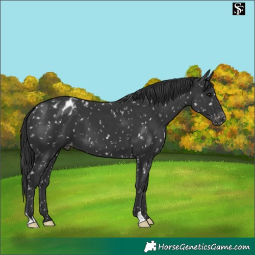 Horse Color:Black Appaloosa 