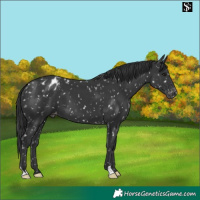 Horse Color:Black Appaloosa
