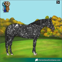 Horse Color:Black Blanket 