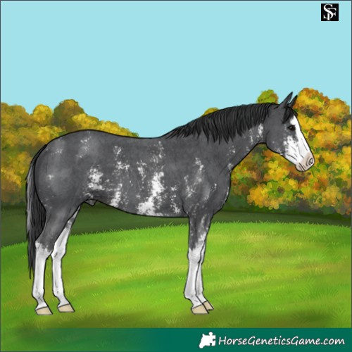 Horse Color:Black Sabino Splash