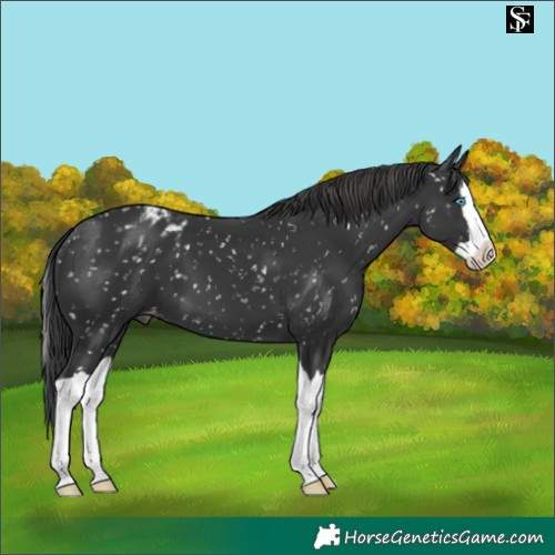 Horse Color:Black Splash Appaloosa 