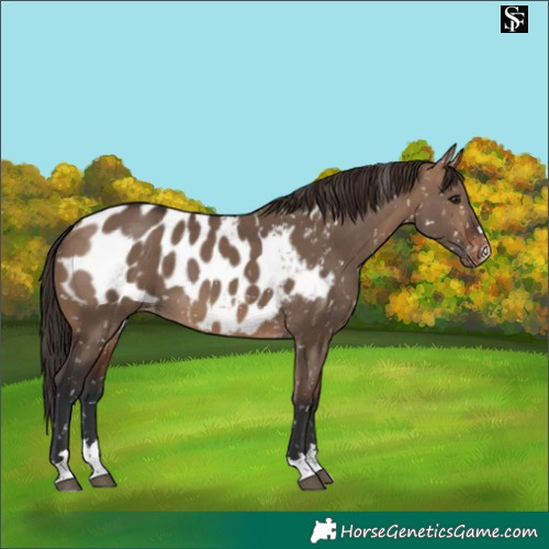 Horse Color:Brown Dun Appaloosa