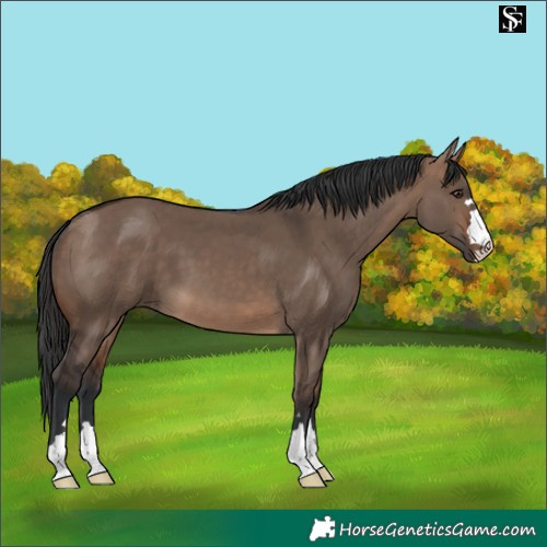 Horse Color:Brown Dun 