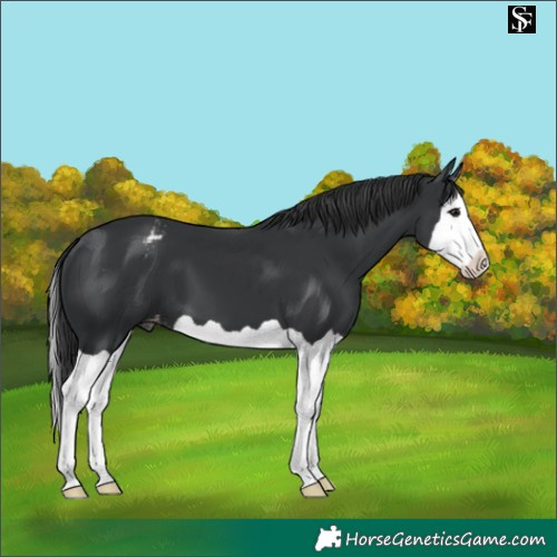 Horse Color:Black Splash Appaloosa 