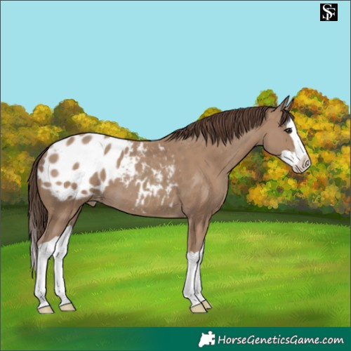 Horse Color:Classic Champagne Splash Appaloosa 
