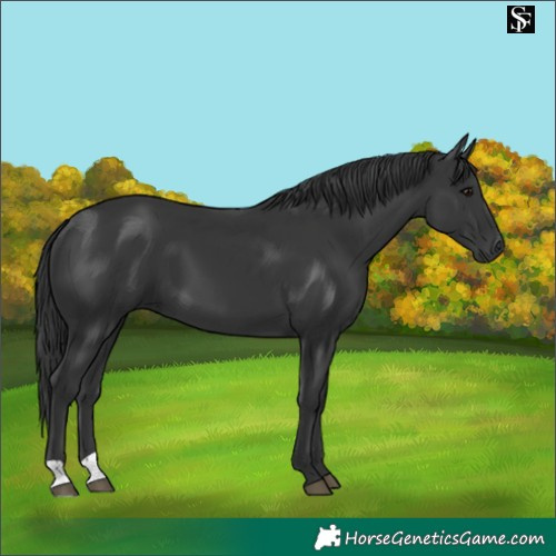 Horse Color:Black 