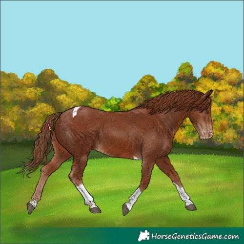 Horse Color:Chestnut Tobiano Skewed Appaloosa 
