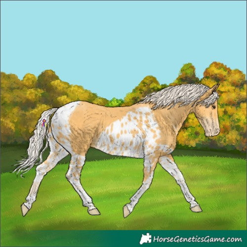Horse Color:Palomino Tobiano Skewed Appaloosa
