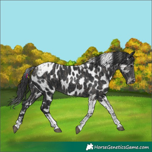 Horse Color:Grullo Tobiano Skewed Appaloosa  and Black Tobiano Skewed Appaloosa 