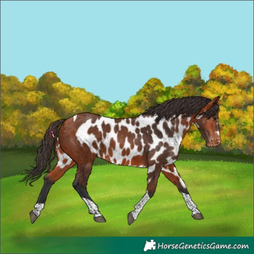 Horse Color:Bay Tobiano Skewed Appaloosa 