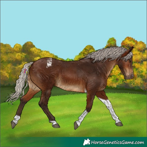 Horse Color:Gray Silver Bay Tobiano Appaloosa 