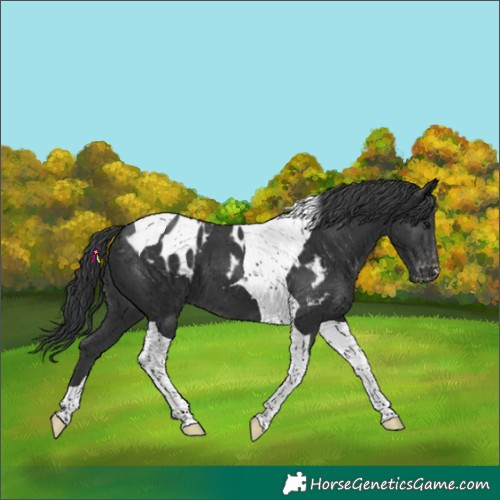 Horse Color:Black Tobiano Skewed Appaloosa 