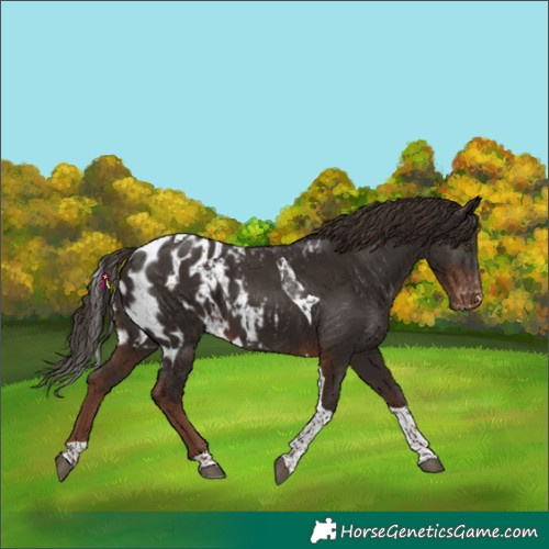 Horse Color:Liver Chestnut Tobiano Skewed Appaloosa 