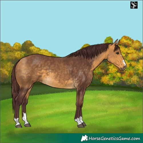Horse Color:Chocolate Buckskin 