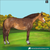 Horse Color:Chocolate Buckskin 