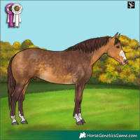 Horse Color:Chocolate Buckskin 