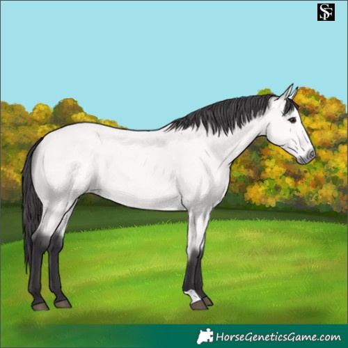 Horse Color:Platinum Buckskin 