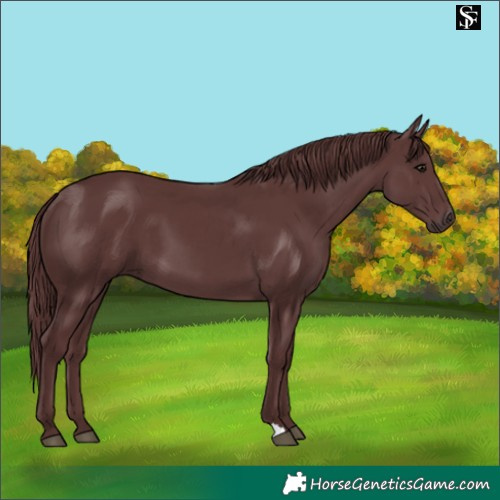 Horse Color:Chocolate Smoky Black 