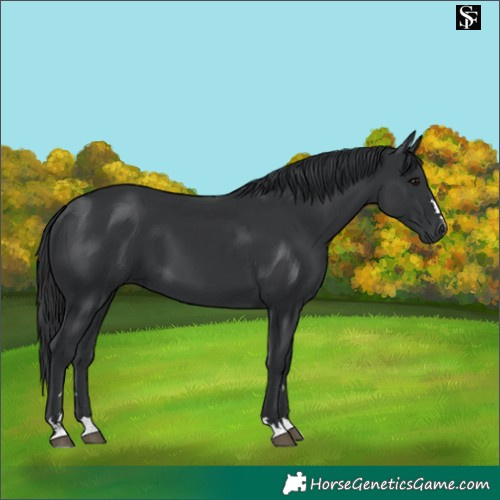 Horse Color:Black 
