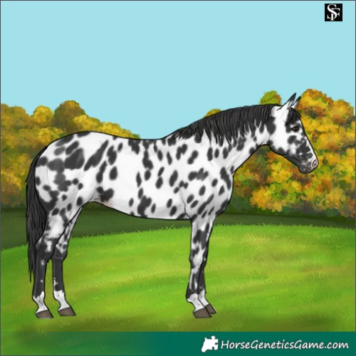 Horse Color:Black Appaloosa