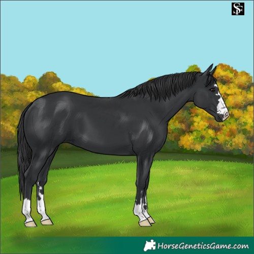 Horse Color:Black 
